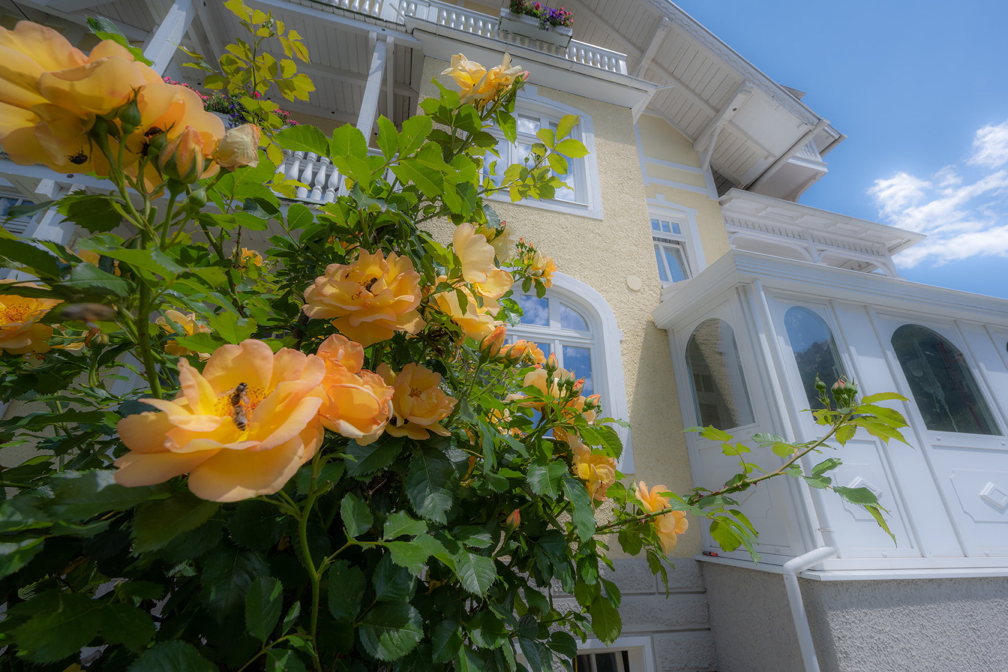 Gelbe Rosen im Hotel Garni Hubertus Garten