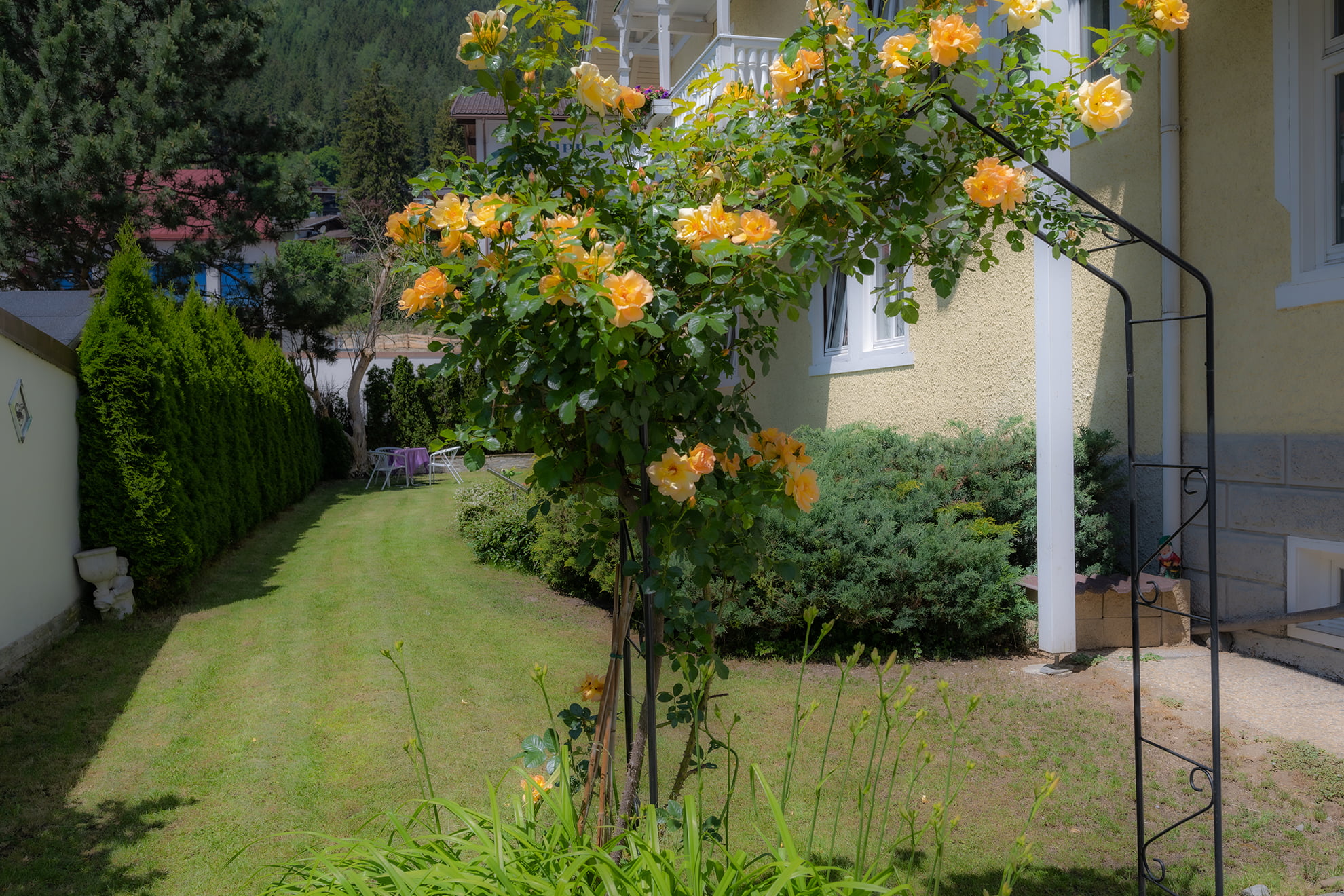 Gelbe Rosen im Hotel Garni Hubertus Garten